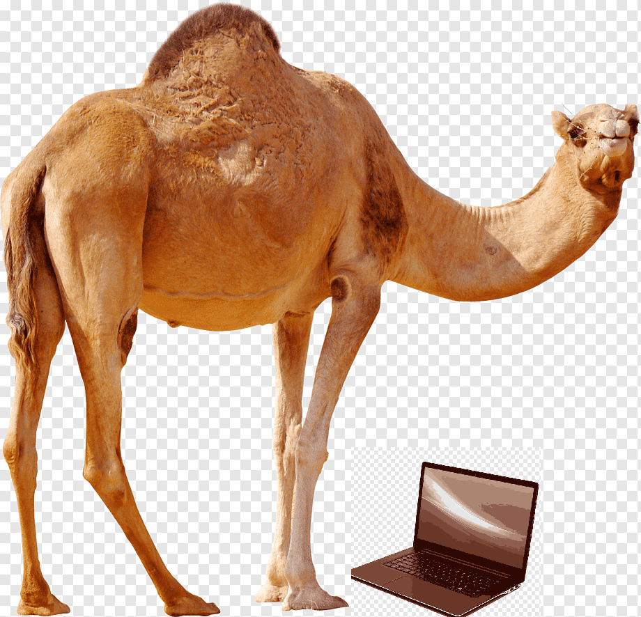 Hacker camel