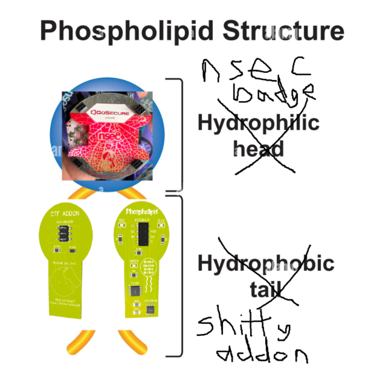  Phospholipid structure diagram but it's nsec badge + shitty addon 